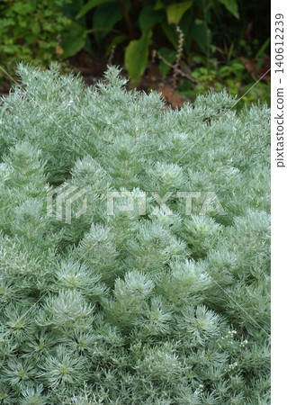 Cool-looking leaves of Artemisia japonica - June 2026 Cool-looking leaves of Artemisia japonica - June 2026 140612239