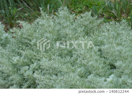 Cool-looking leaves of Artemisia japonica - June 2026 Cool-looking leaves of Artemisia japonica - June 2026 140612244