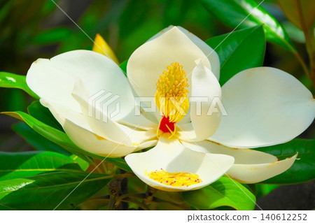 The large white flowers of the Southern Magnolia bloom in early summer. The large white flowers of the Southern Magnolia bloom in early summer. 140612252