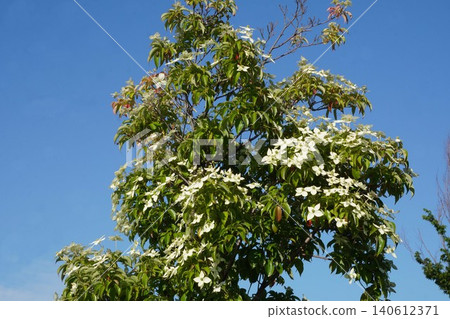 Japanese dogwood blossoms - June 2026 Japanese dogwood blossoms - June 2026 140612371