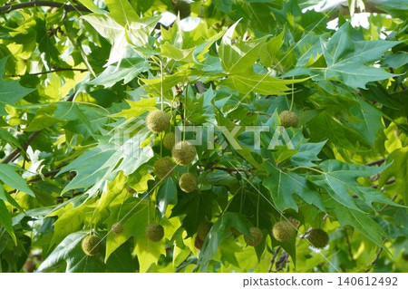 Young plane tree fruit - June 2026 Young plane tree fruit - June 2026 140612492