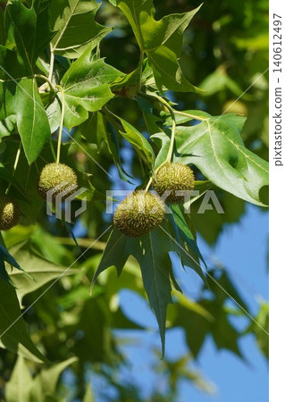 Young plane tree fruit - June 2026 Young plane tree fruit - June 2026 140612497