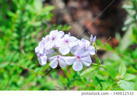 Garden Phlox or Herbaceous perennial or Phlox drummondii Hook or Polemoniaceae or Pride of Texas or Star Phlox or light purple flower Garden Phlox or Herbaceous perennial or Phlox drummondii Hook or Polemoniaceae or Pride of Texas or Star Phlox or light purple flower 140612532
