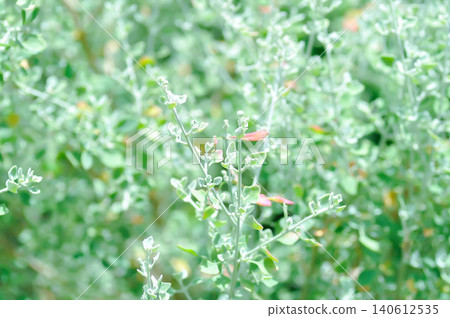 saltbush or Atriplex nummularia, Atriplex semibaccata or Australian saltbush or Chenopodium curvispicatum or Old man saltbush or Salt Bush or silver leaf saltbush or Atriplex nummularia, Atriplex semibaccata or Australian saltbush or Chenopodium curvispicatum or Old man saltbush or Salt Bush or silver leaf 140612535