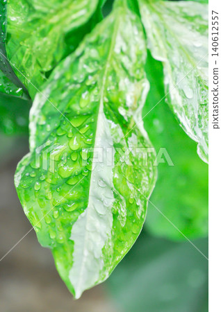 Syngonium podophyllum, Arrowhead Vine or Goosefoot Plant or Araceae and rain droplet 140612557