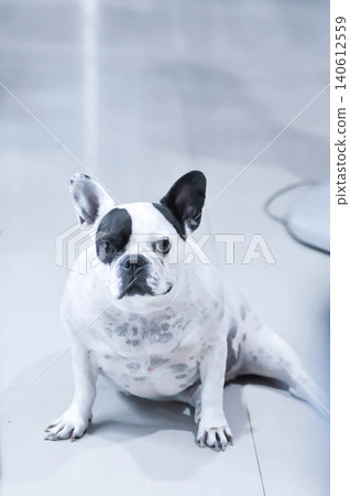 dog or french bulldog, unaware French bulldog dog or french bulldog, unaware French bulldog 140612559