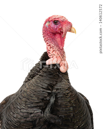 portrait turkey isolated on a white background. portrait turkey isolated on a white background. 140612572