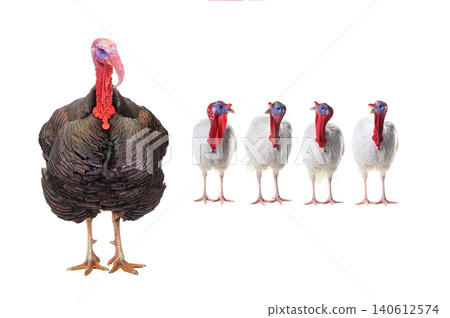 turkeys isolated on a white background. turkeys isolated on a white background. 140612574