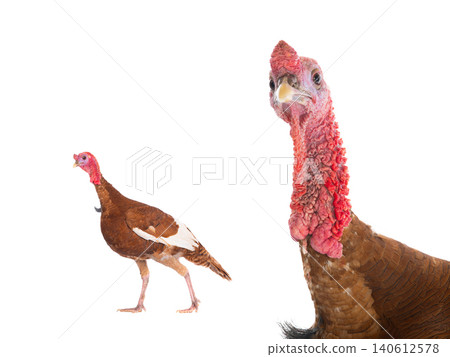 two turkey isolated on a white background two turkey isolated on a white background 140612578