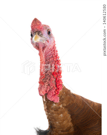 portraits red turkey isolated on a white background portraits red turkey isolated on a white background 140612580