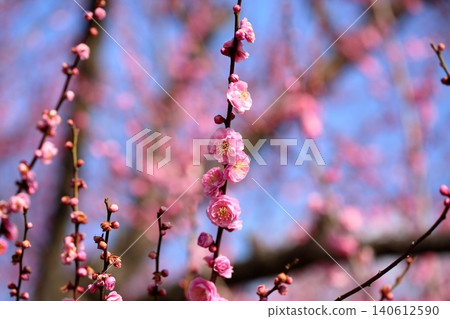 Cute pink weeping plum blossoms Cute pink weeping plum blossoms 140612590
