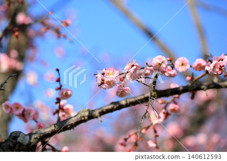 Cute pink weeping plum blossoms Cute pink weeping plum blossoms 140612593