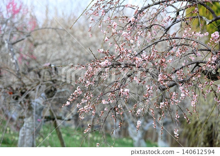 Cute pale pink weeping plum blossoms Cute pale pink weeping plum blossoms 140612594