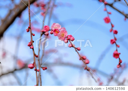Cute pink weeping plum blossoms Cute pink weeping plum blossoms 140612598