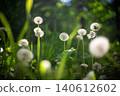 Dandelion Seed Heads Green Grass Bokeh Nature Photo 140612602