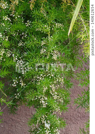蘆筍 aethiopicus 花 - 2026 年 6 月 蘆筍 aethiopicus 花 - 2026 年 6 月 140612654