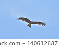 一隻黑鳶在鴨川上空滑翔 140612687