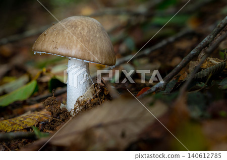 一種靜靜生長在林地地面的毒蠅傘。京都姬神山。 *照片拍攝地點已在作品註記中註明。 一種靜靜生長在林地地面的毒蠅傘。京都姬神山。 *照片拍攝地點已在作品註記中註明。 140612785