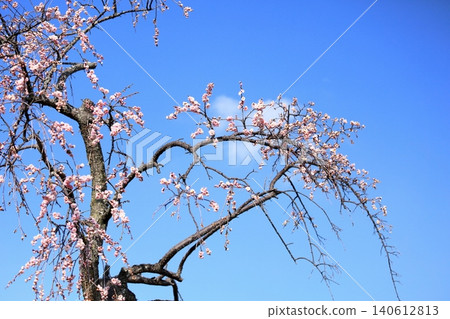 可愛的淡粉紅色垂枝梅花 可愛的淡粉紅色垂枝梅花 140612813