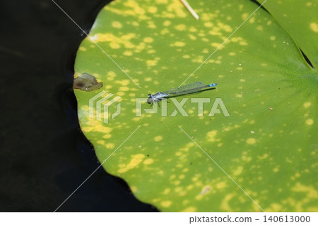 Damselfly on a water lily leaf Damselfly on a water lily leaf 140613000