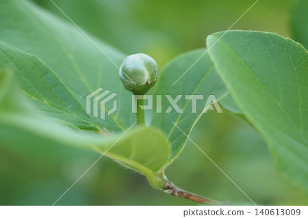 Tree flower bud Tree flower bud 140613009