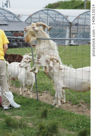 Goats wanting grass Goats wanting grass 140613014
