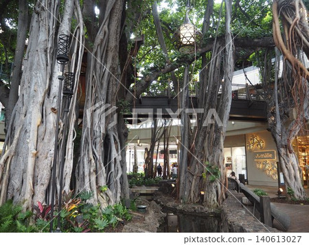 Banyan trees in Hawaii: A mystical landscape of giant tropical trees and lush aerial roots. Banyan trees in Hawaii: A mystical landscape of giant tropical trees and lush aerial roots. 140613027