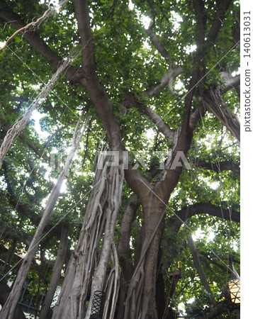 Banyan trees in Hawaii: A mystical landscape of giant tropical trees and lush aerial roots. Banyan trees in Hawaii: A mystical landscape of giant tropical trees and lush aerial roots. 140613031