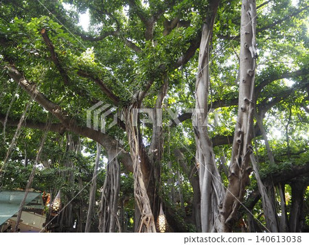 Banyan trees in Hawaii: A mystical landscape of giant tropical trees and lush aerial roots. Banyan trees in Hawaii: A mystical landscape of giant tropical trees and lush aerial roots. 140613038