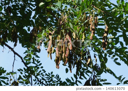 Black locust tree seed pods - June 2026 Black locust tree seed pods - June 2026 140613070