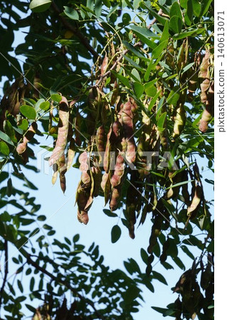 Black locust tree seed pods - June 2026 Black locust tree seed pods - June 2026 140613071