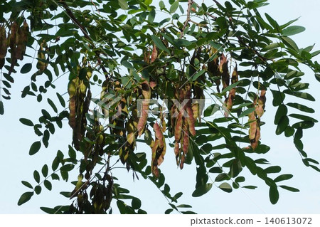 Black locust tree seed pods - June 2026 Black locust tree seed pods - June 2026 140613072