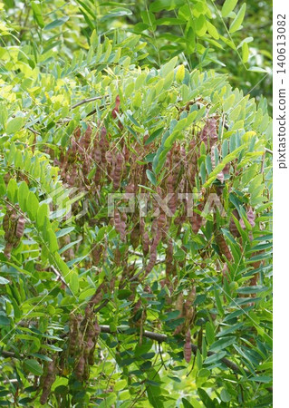 Black locust tree seed pods - June 2026 Black locust tree seed pods - June 2026 140613082