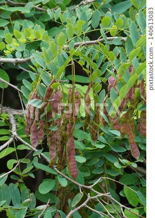 Black locust tree seed pods - June 2026 140613083