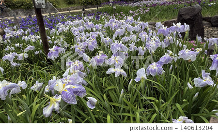 Beautiful irises Beautiful irises 140613204
