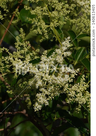 Chinese Privet - June 2026 140613405