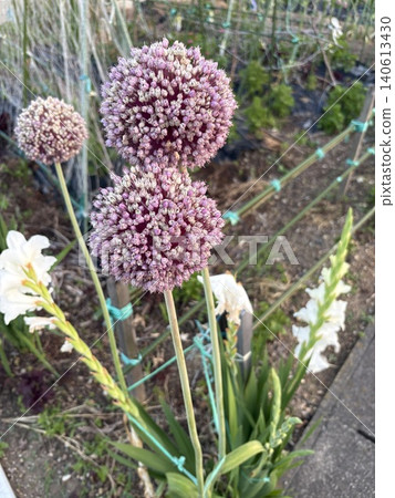 Green onion shaved Green onion shaved 140613430