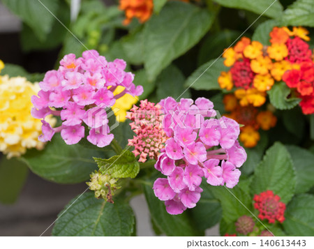 Lantana flowers Lantana flowers 140613443