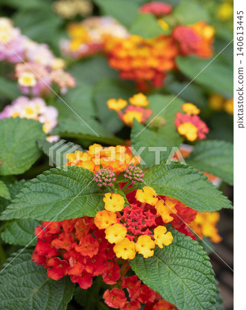 Lantana flowers Lantana flowers 140613445