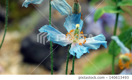 藍罌粟花朵 140613493