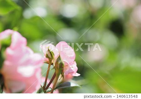 我在附近看到的玫瑰花 我在附近看到的玫瑰花 140613548