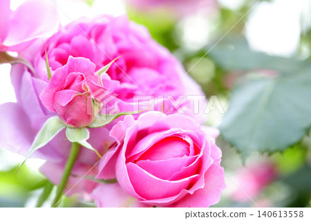 Rose flowers I saw in my neighborhood Rose flowers I saw in my neighborhood 140613558