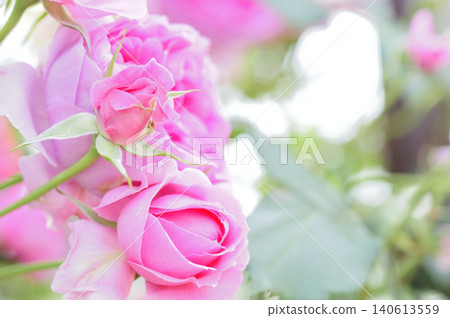 Rose flowers I saw in my neighborhood Rose flowers I saw in my neighborhood 140613559