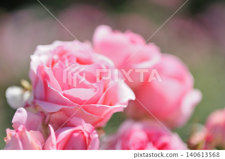 我在附近看到的玫瑰花 我在附近看到的玫瑰花 140613568
