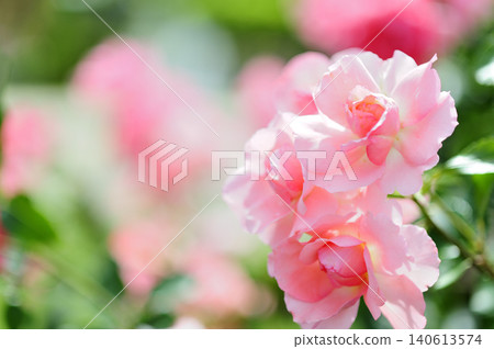 我在附近看到的玫瑰花 我在附近看到的玫瑰花 140613574