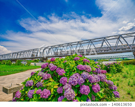Hydrangeas and a Keisei train crossing a railway bridge 140613650