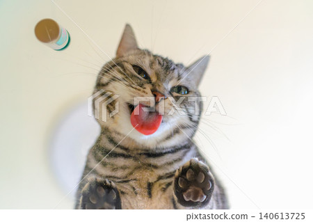 A cat licks up catnip powder spilled on a transparent table. A cat licks up catnip powder spilled on a transparent table. 140613725