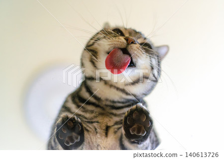 A cat licks up catnip powder spilled on a transparent table. A cat licks up catnip powder spilled on a transparent table. 140613726