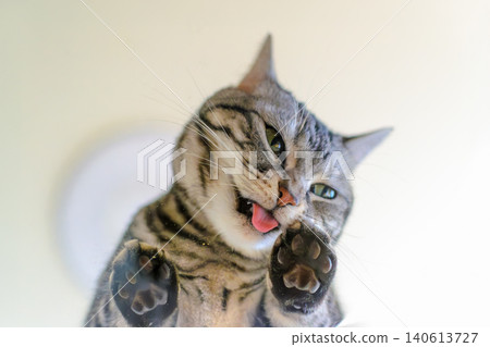 A cat licks up catnip powder spilled on a transparent table. A cat licks up catnip powder spilled on a transparent table. 140613727
