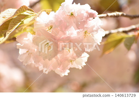 Pale pink cherry blossoms Pale pink cherry blossoms 140613729